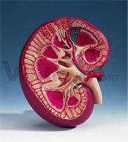 Kidney Section